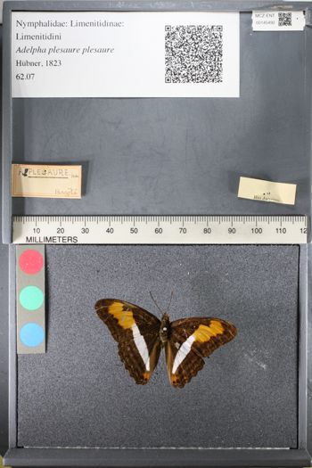 Media type: image;   Entomology 145492